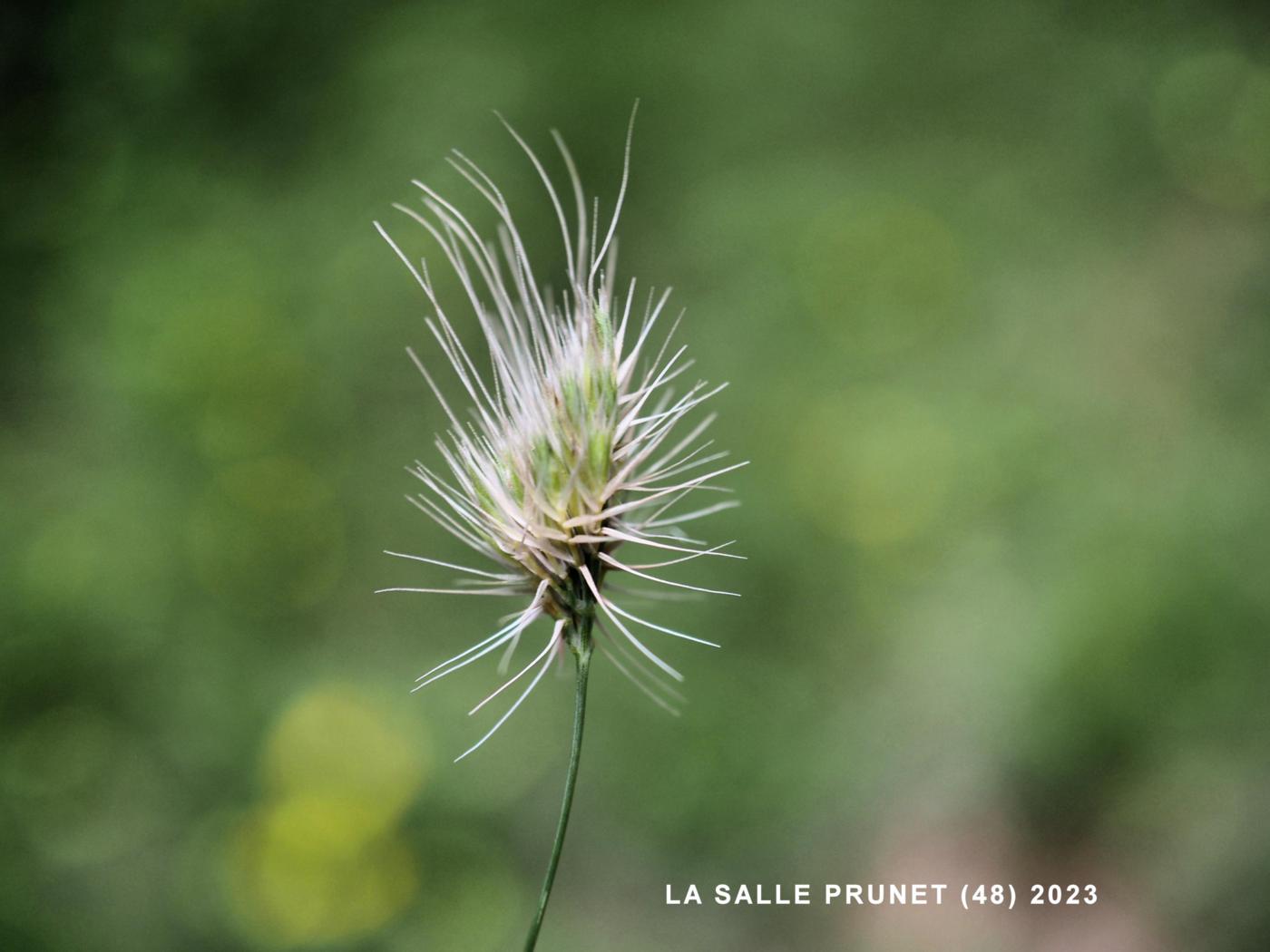 Dog's-Tail, Rough fruit